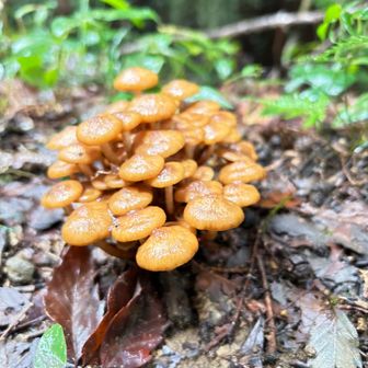 今日一日きのこ祭りでした🍄‍🟫🍄