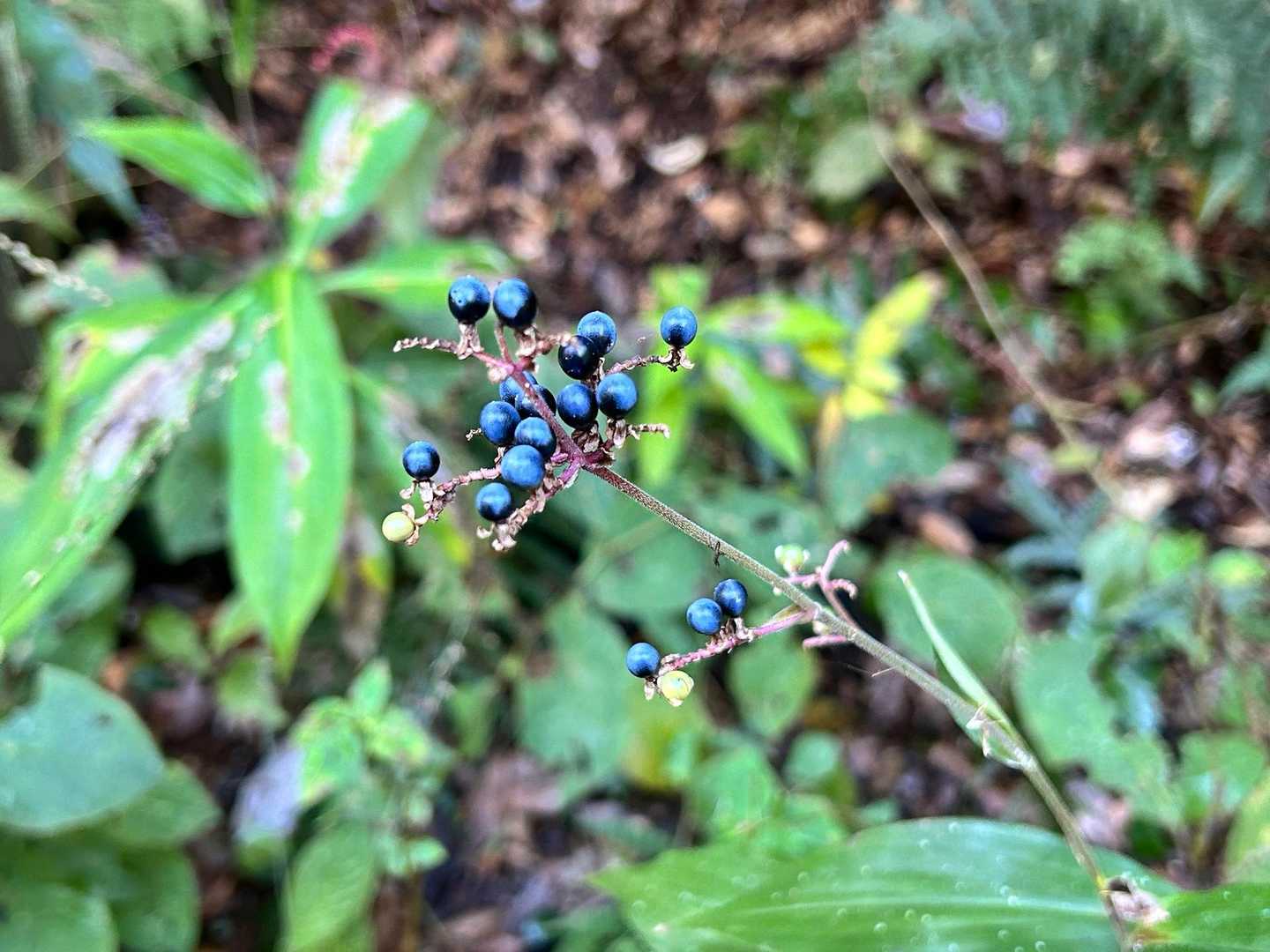 ヤブミョウガ？☺️
