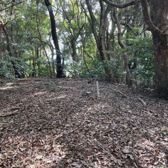 わりと広めの山頂は展望なし。