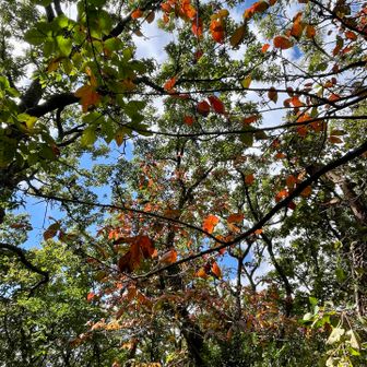 紅葉が始まりつつある