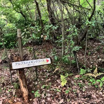 駐車場の近くに登山口
こちらの🅿️は9時開錠になってますが、時間外でも入れました。下山時は🚗ビッシリとまってました