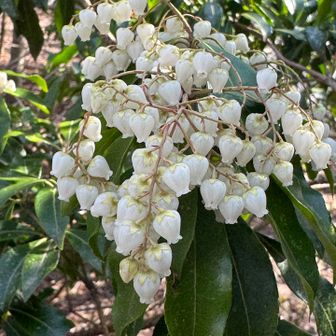 万葉公園を歩くと、馬酔木が咲き始めていました🤍