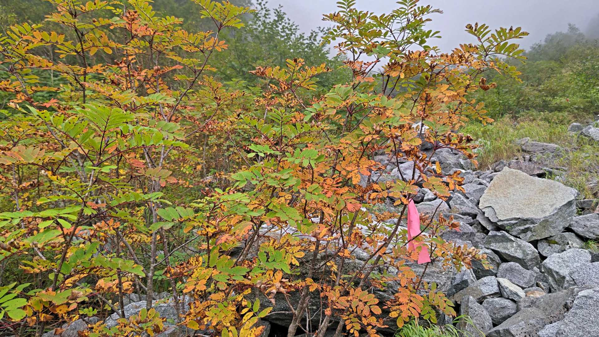 紅葉も始まってますね🍁