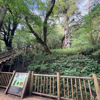 縄文杉に到着‼️どれか分かるかな？

ここからようやく人が増え始めました！
荒川登山口から縄文杉までのピストンの観光客が圧倒的に多いですね！