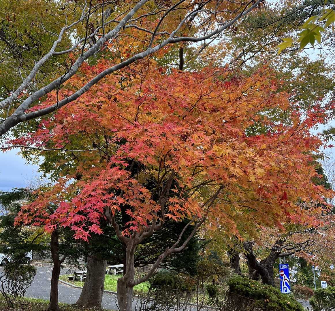 ここのもみじが今日一番きれいでした。。