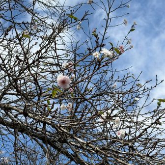 冬桜🌸
