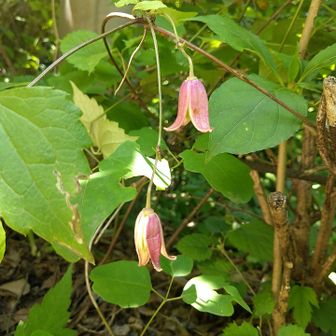 高尾山・陣馬山・景信山 ハンショウヅル