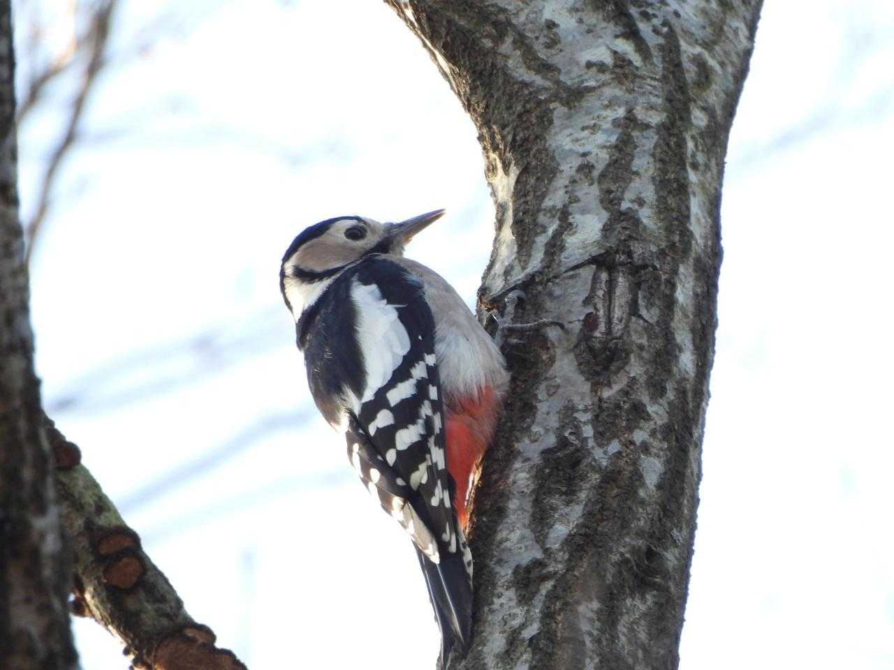 アカゲラ
