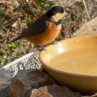 おおせ坂のヤマガラさん②🐧