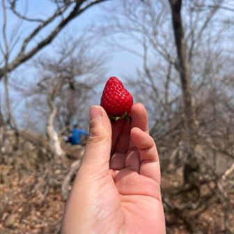 はじめさんが和歌山から持ってきてくれた🍓
美味しかったぁ🤤