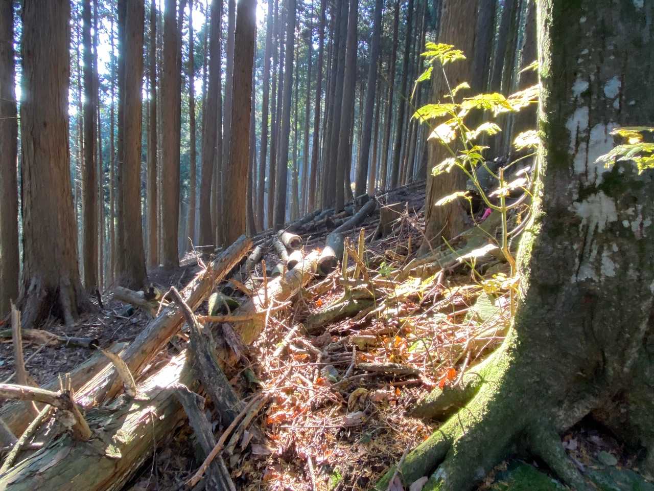 日差しが降りそそいでいい感じです✨