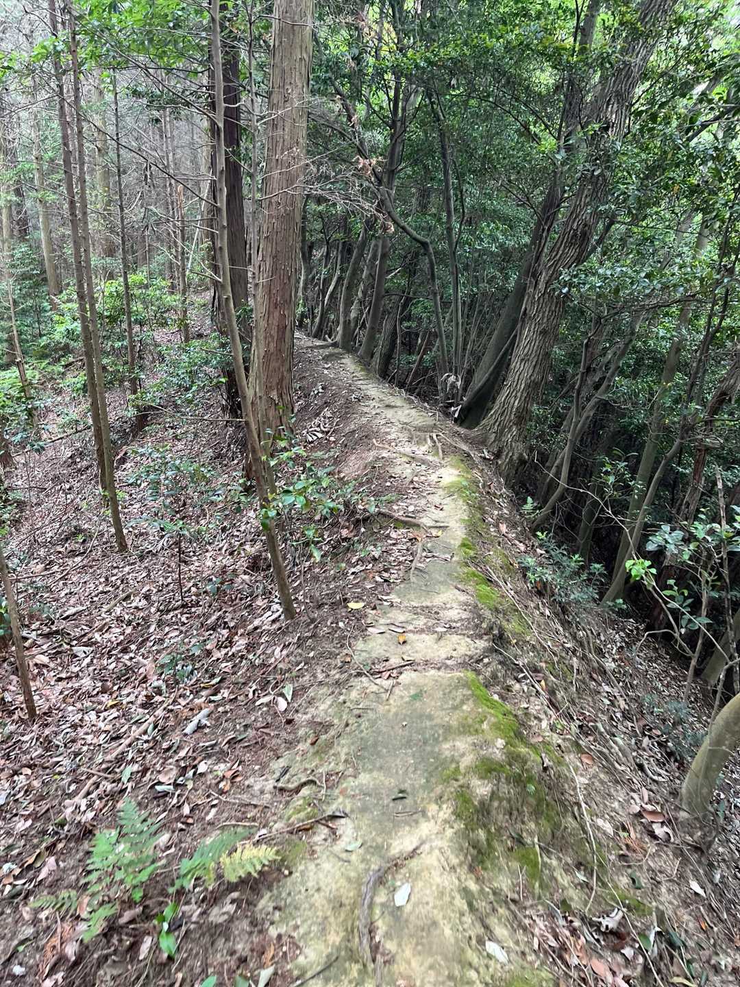立木山-袴腰山 往復コースの写真