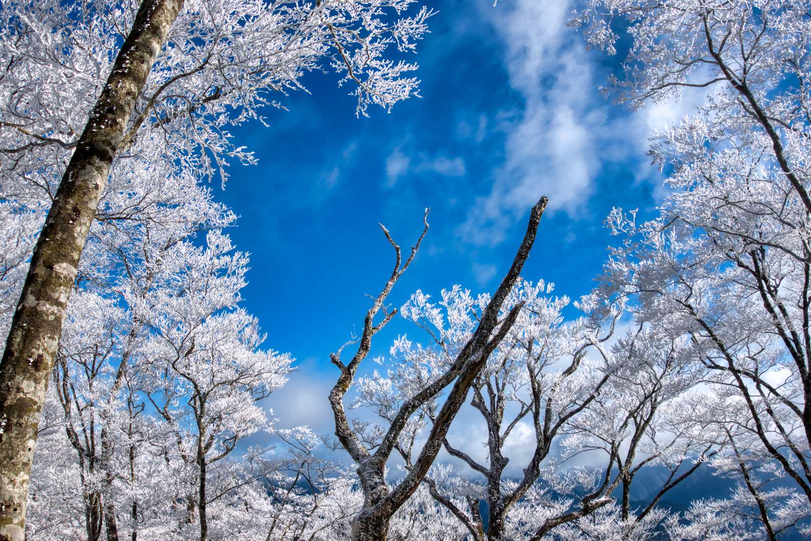 百合ヶ岳（大所山）の写真