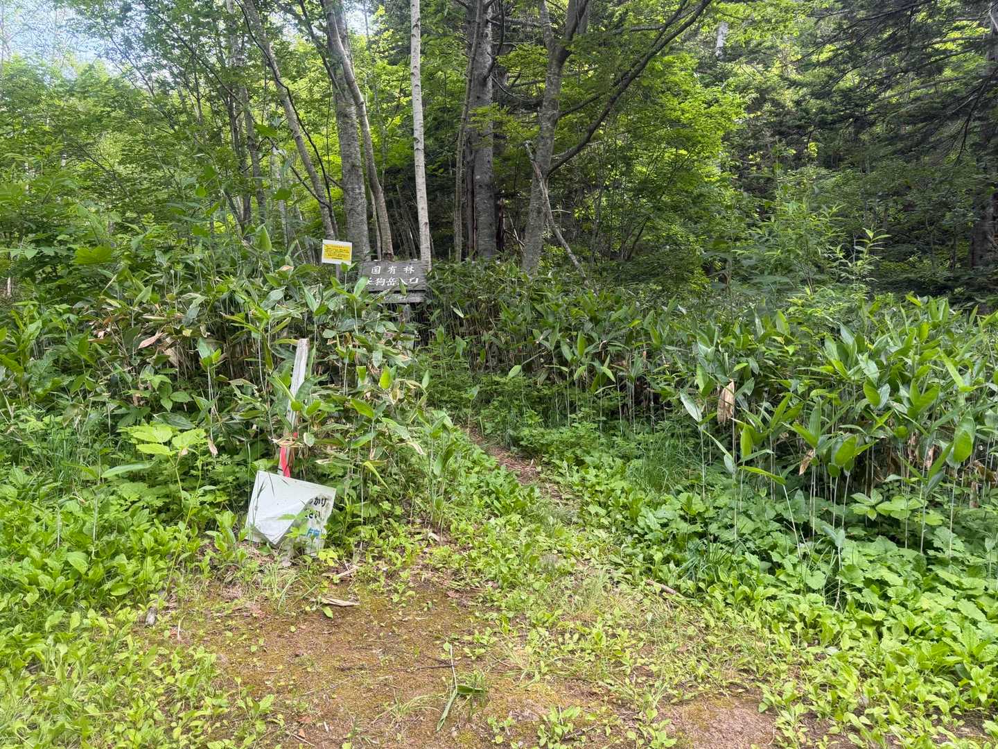ここが登山道
