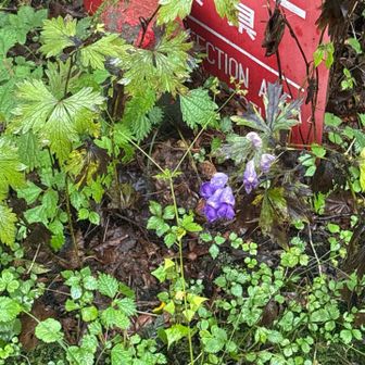 同行者のベルさん曰くトリカブト