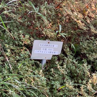 ミヤマキリシマの群生地があるみたい。
往復10分。