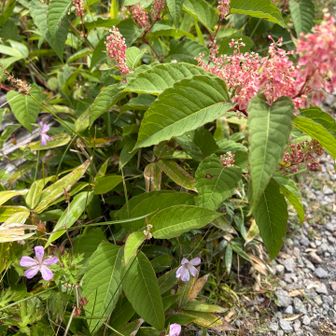 イタドリとハクサンフウロ🌸