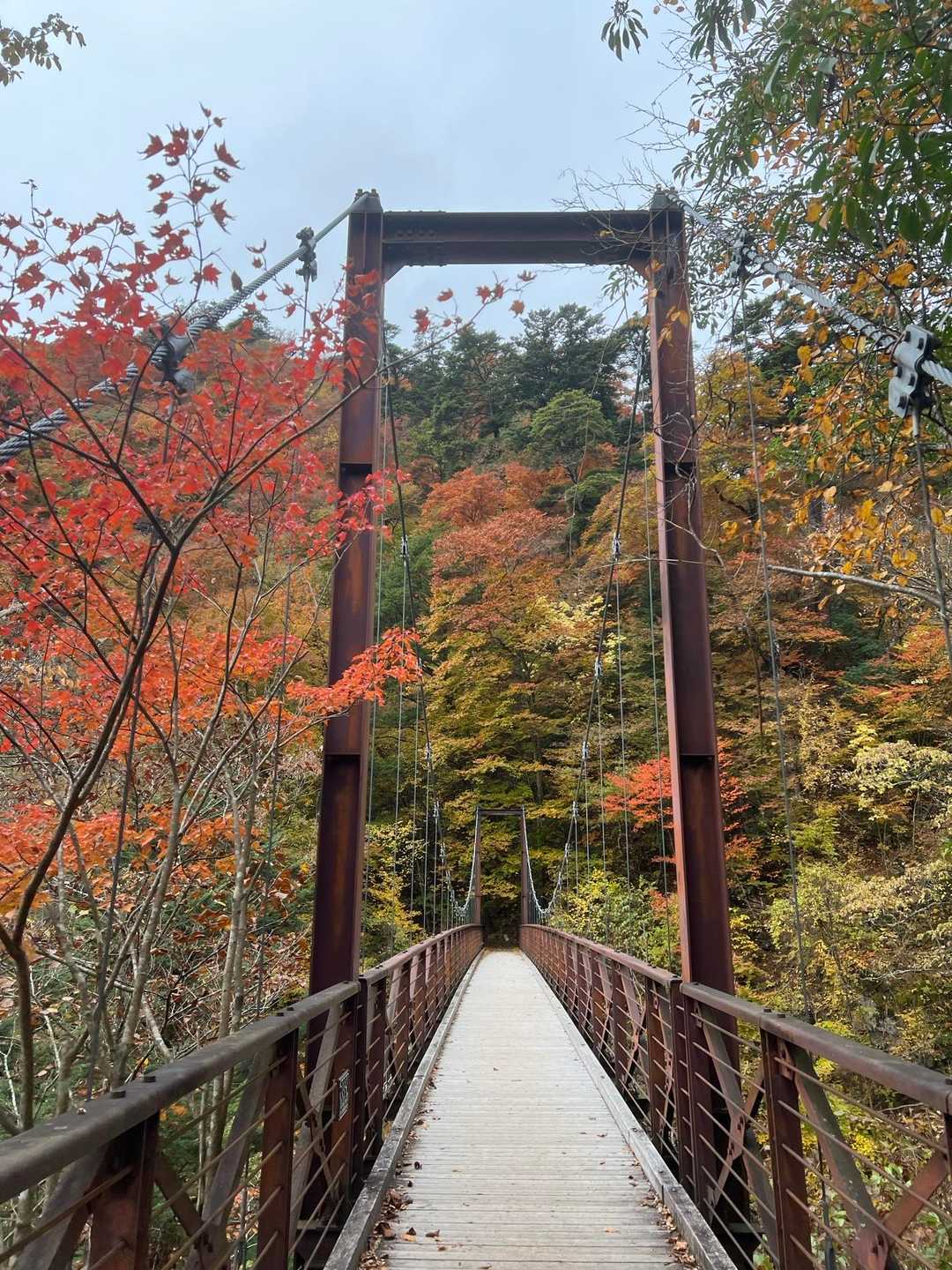 花と樹木、野鳥を愛でながら歩く、東京・奥多摩三頭山コースの写真