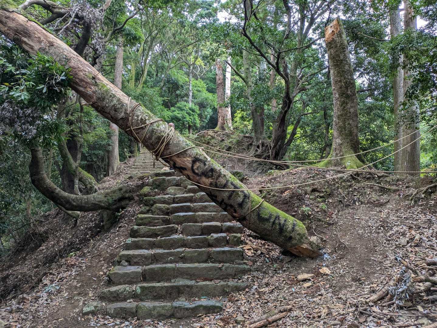これですね😱
右上の木の途中から折れたみたいです