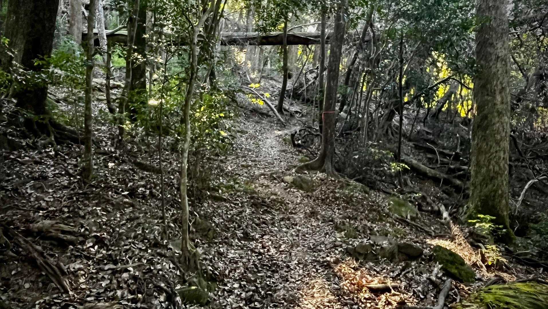中盤戦は 平和？な 登山道