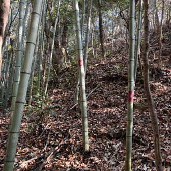 この2本の竹の間が登山道
こんなのわかんない