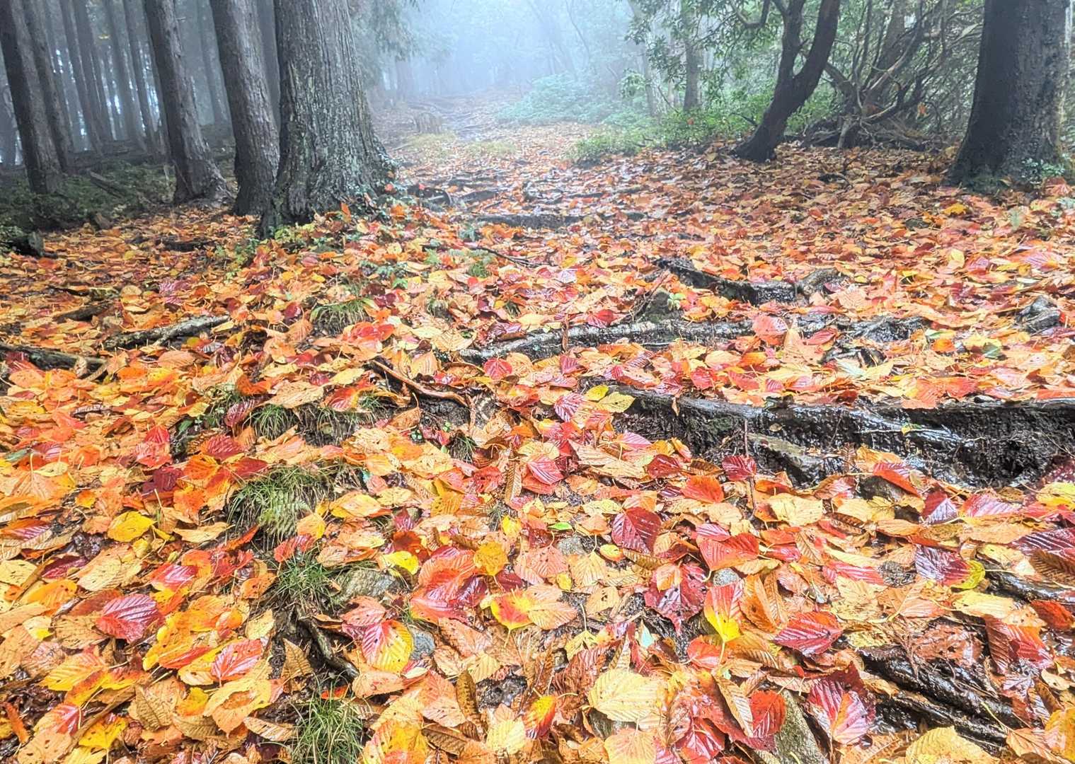 落ち葉の登山道