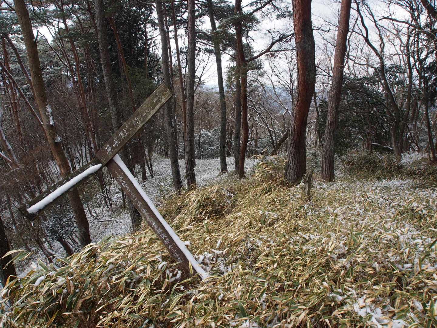 高旗山方面への分岐点
縦走路は踏み跡極薄の笹薮のようです🌿