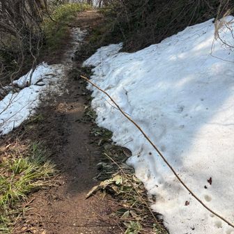 すっかり乾いた登山道と思ったら、山頂直下2mほど最後の雪道😅