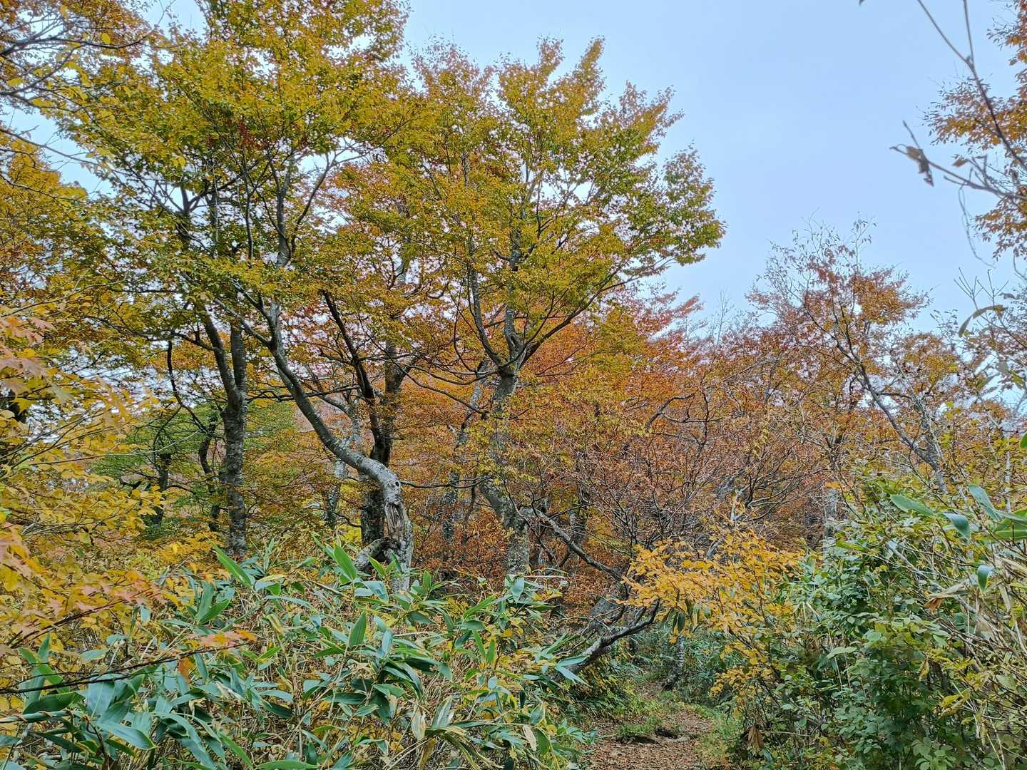 越前下山駅-荒島岳-荒島岳登山口 縦走コースの写真
