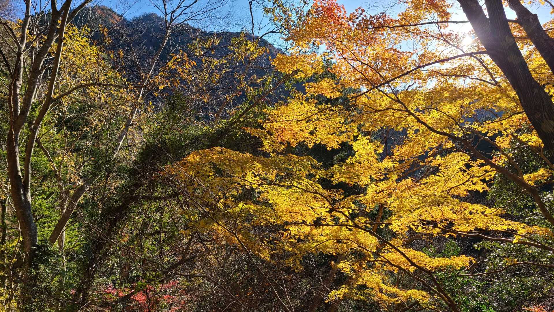 もう十数山は、山中で人に出会っていない(笑)