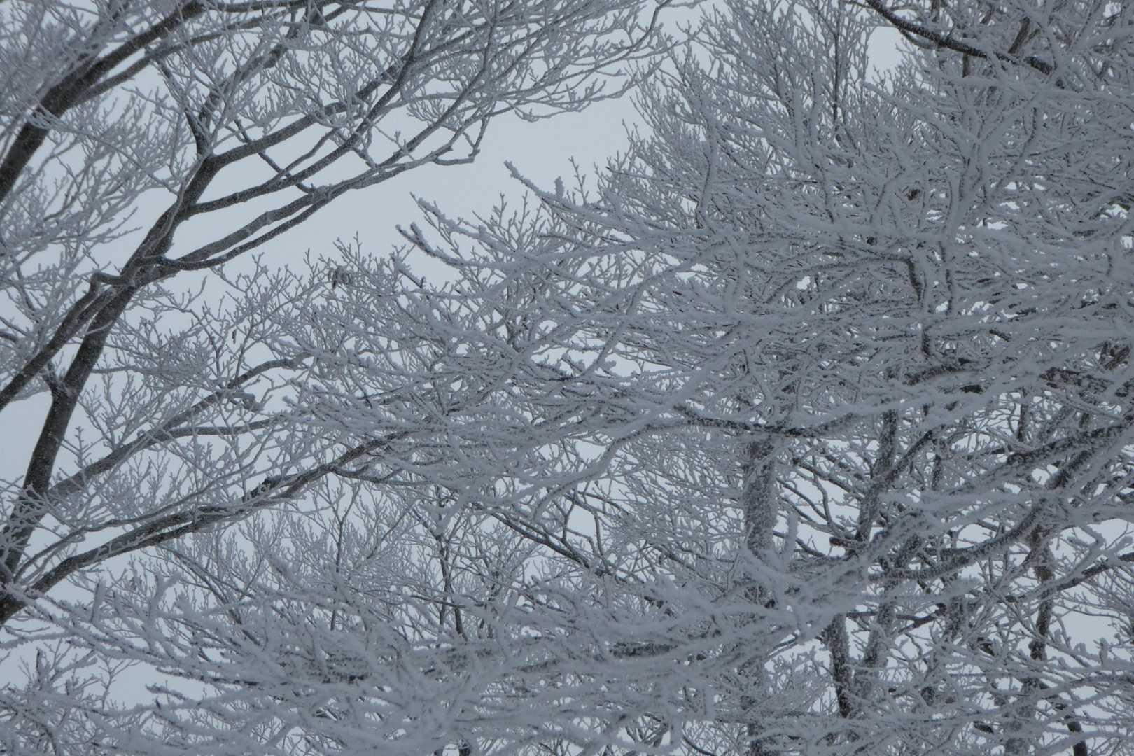 素晴らしい樹氷