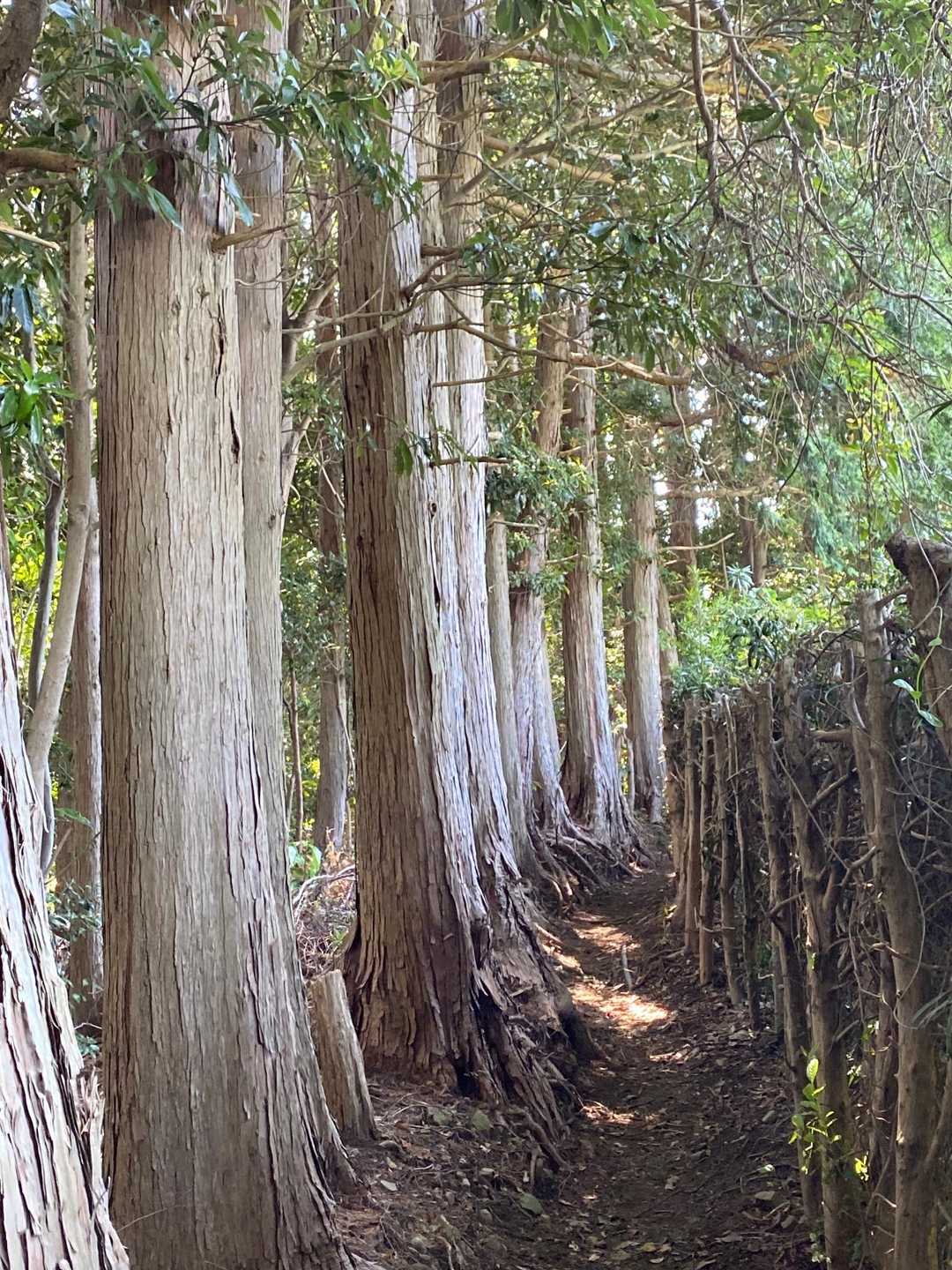 梶原山-帆掛山-柏尾峠 往復コースの写真