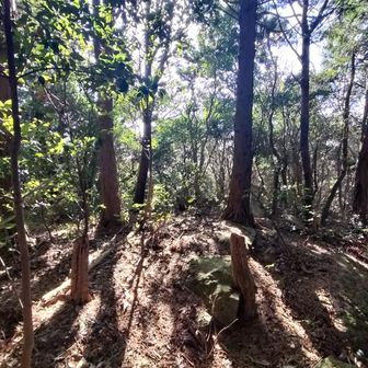 4座目：周南山 (山頂プレートなし)
多分この辺りがピーク 605m