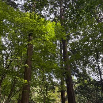 登山口付近も25度ぐらいで涼しい