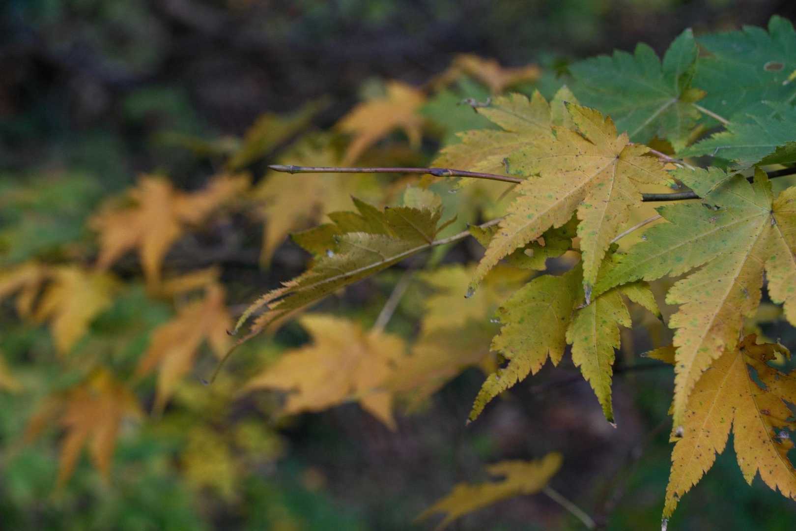 紅葉の移り変わり
緑→黄→橙