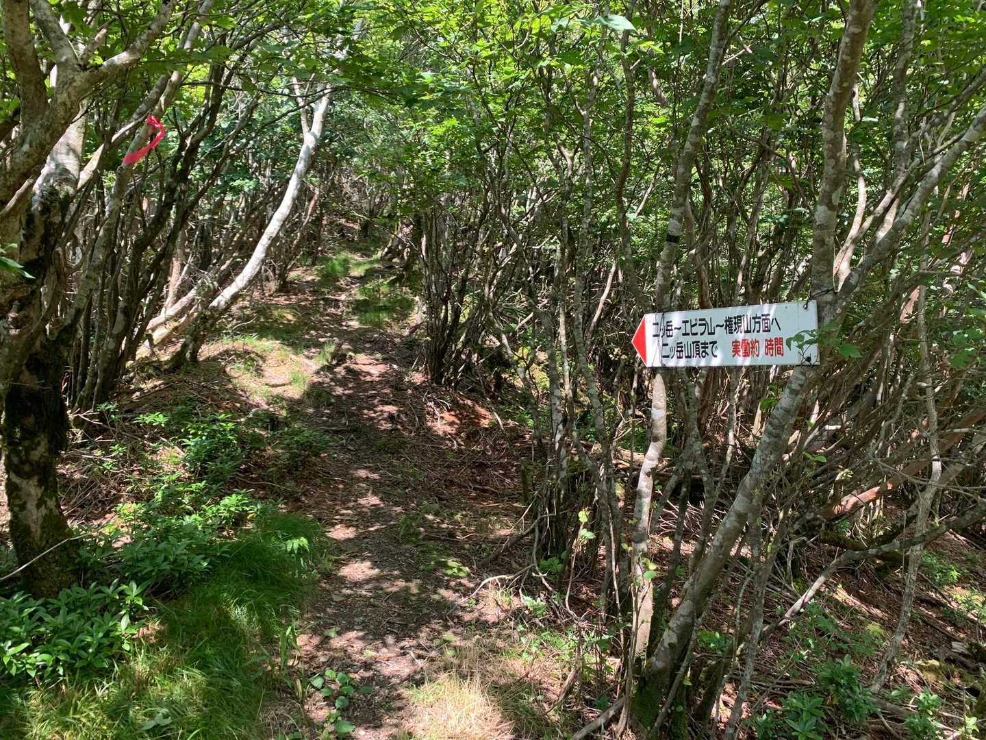 土居登山口-峨蔵越-二ッ岳 往復コースの写真