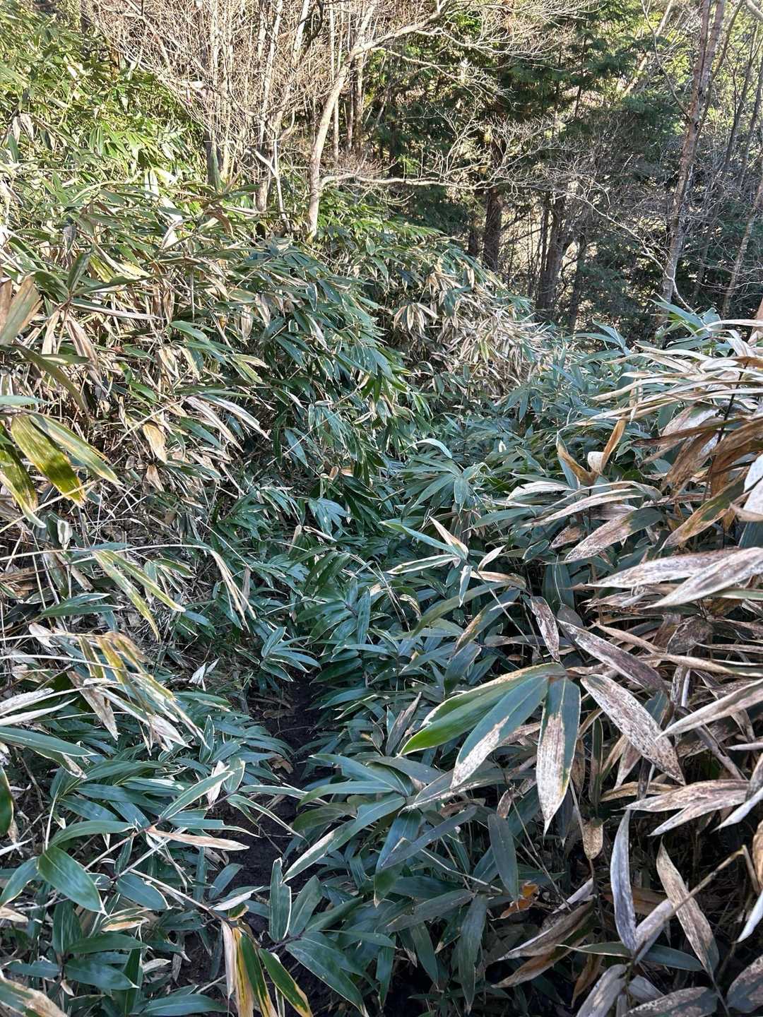 熊笹地獄