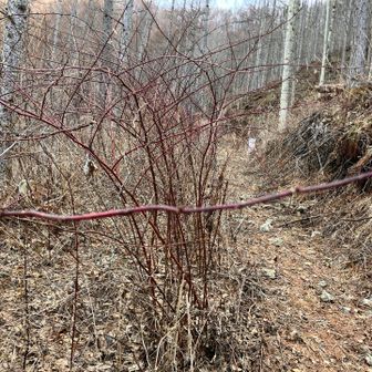 トゲが行くてを阻む