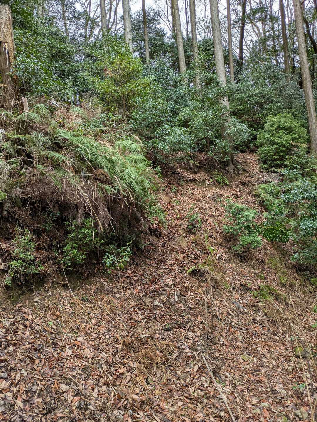 鳶ノ巣山から下山ルートが分かりづらくヤブから適当に下りてきました
