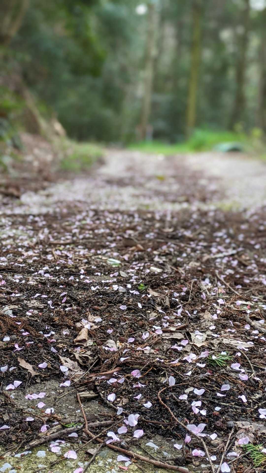 葉桜で残念だったけど、こんな道を作ってくれてた😊✨