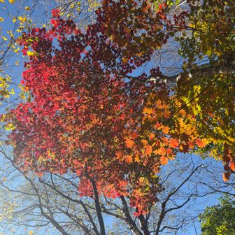 ほんの少しではありますが、下山中に紅葉も見られました🍁