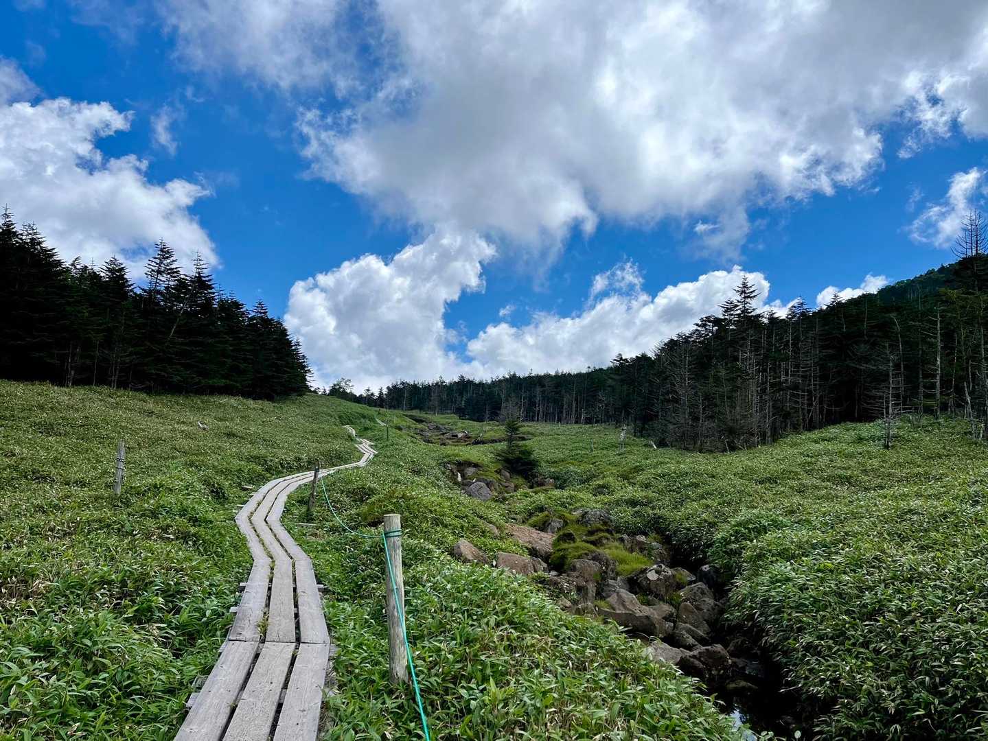 縞枯山に向かう木道
