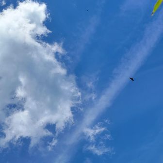大空に猛禽類の鳥が何匹も飛び回ってます
鷹か鳶かな？
