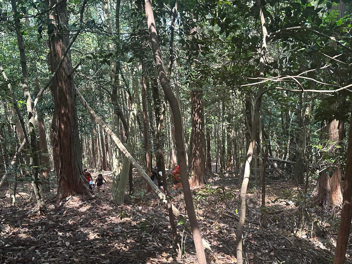林道を進み登山口からトレイルへ