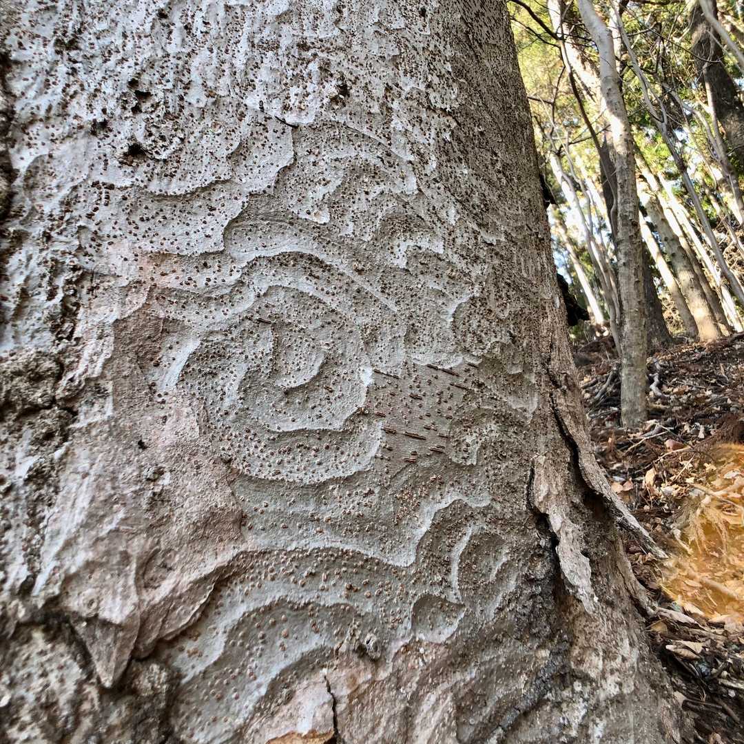 それに模様も楽しい🌀
