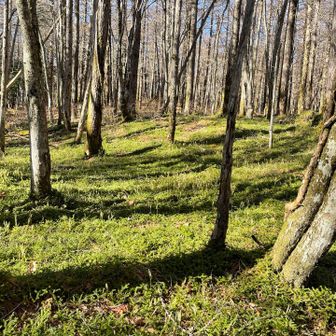大沼へ向かう道の途中、冬だというのに緑豊かな敷地があり、意外性に驚いた😮