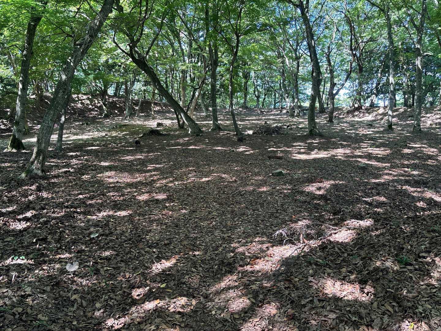 この平面に秀吉が指揮していた‼️
凄い👊
タイムスリップ感覚😌