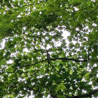 でも今の青葉もみじも素敵💚