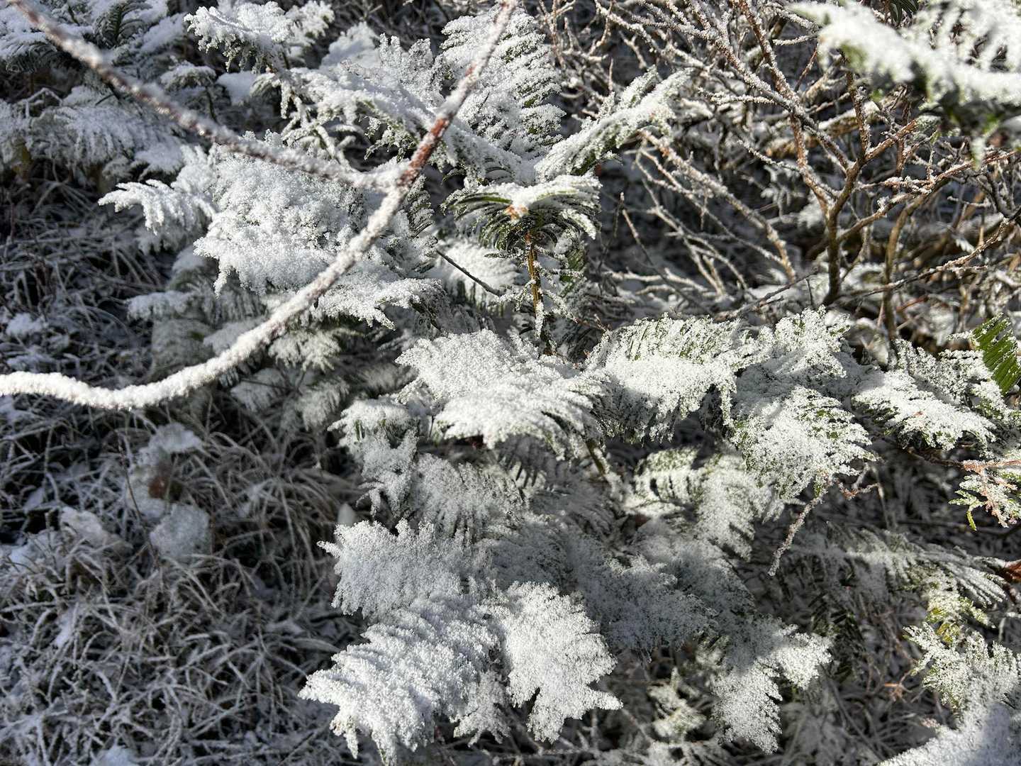 恐羅漢山-旧羅漢山 往復コースの写真
