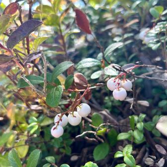 なんか可愛かったので😊
花の名前はわかりません💦